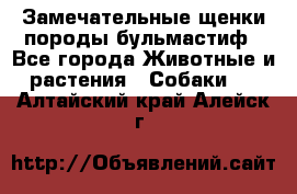 Замечательные щенки породы бульмастиф - Все города Животные и растения » Собаки   . Алтайский край,Алейск г.